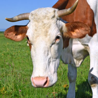 Yaz otlağında inek