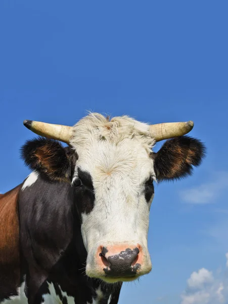 Cabeça Vaca Contra Céu — Fotografia de Stock