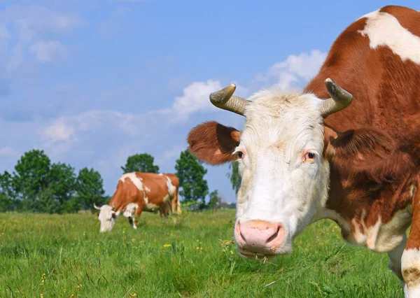 Las Vacas Pasto Verano —  Fotos de Stock