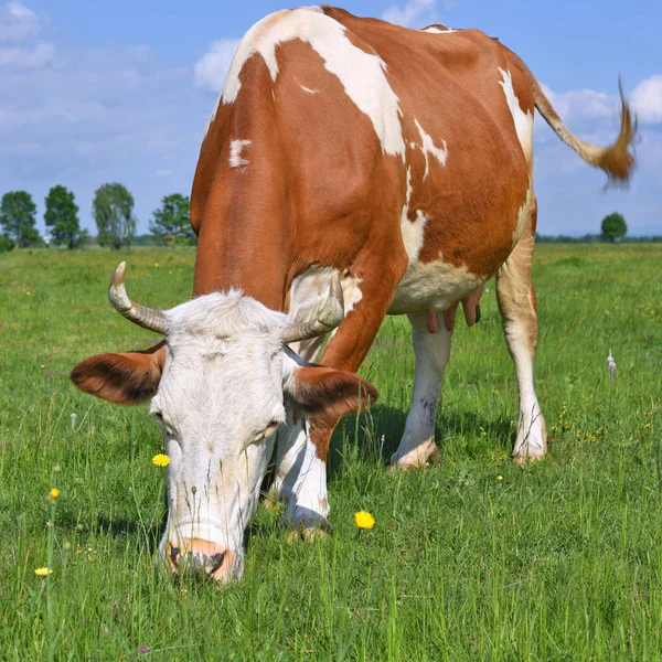 Sommarbetesmark — Stockfoto