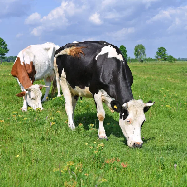 Las Vacas Pasto Verano —  Fotos de Stock