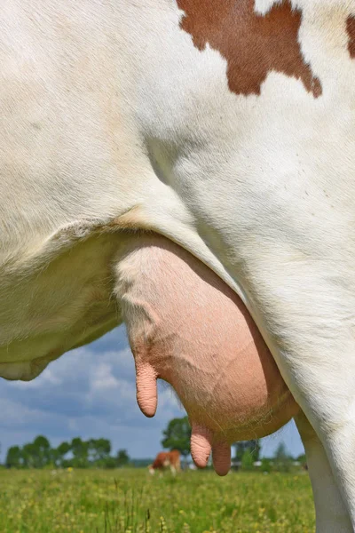 Una Ubre Una Vaca Joven Cerca —  Fotos de Stock