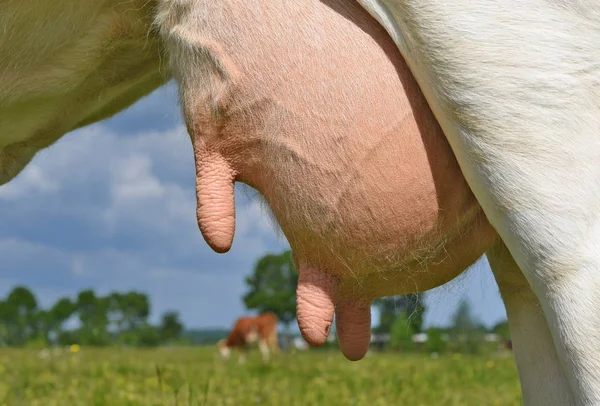 Una Ubre Una Vaca Joven Cerca — Foto de Stock