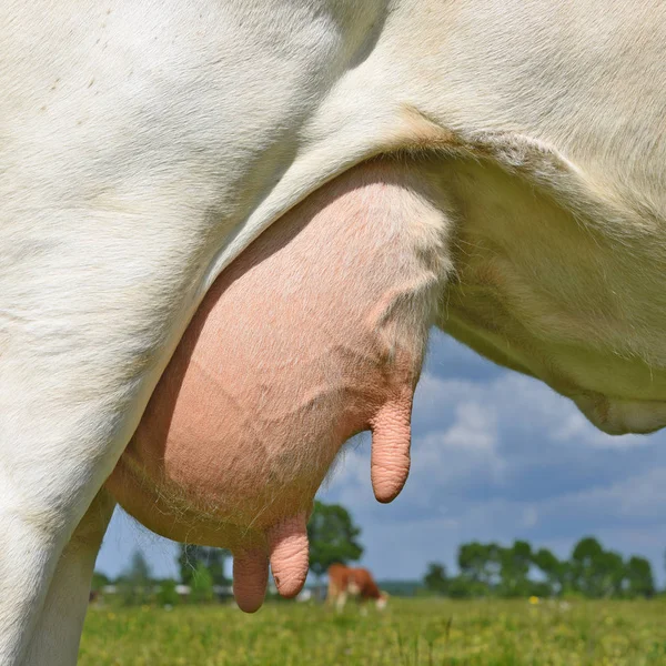 Una Mammella Una Giovane Mucca Vicino — Foto Stock