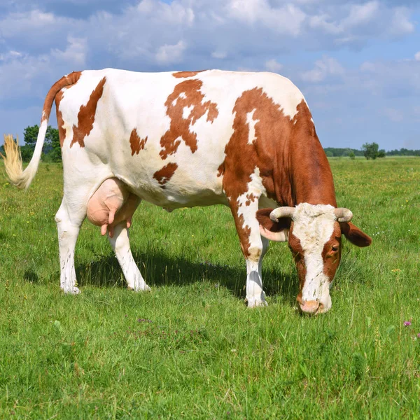 Корова Літньому Пасовищі — стокове фото