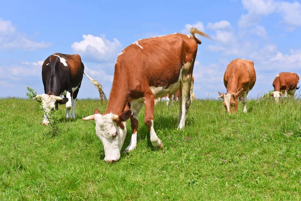 Koeien Een Zomerweide — Stockfoto