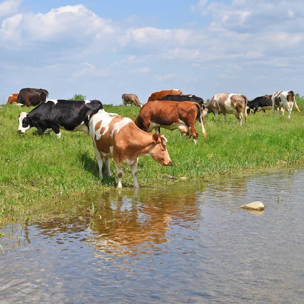 Vacas Lugar Riego — Foto de Stock