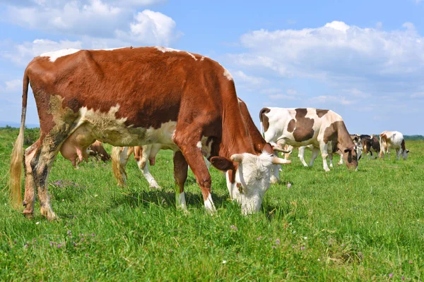 Las Vacas Pasto Verano —  Fotos de Stock