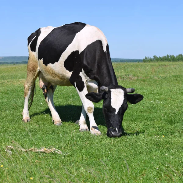 Cow Summer Pasture — Stock Photo, Image