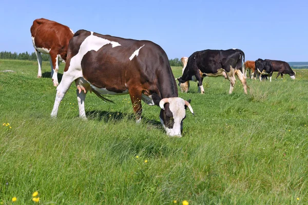 Cows Summer Pasture — Stock Photo, Image