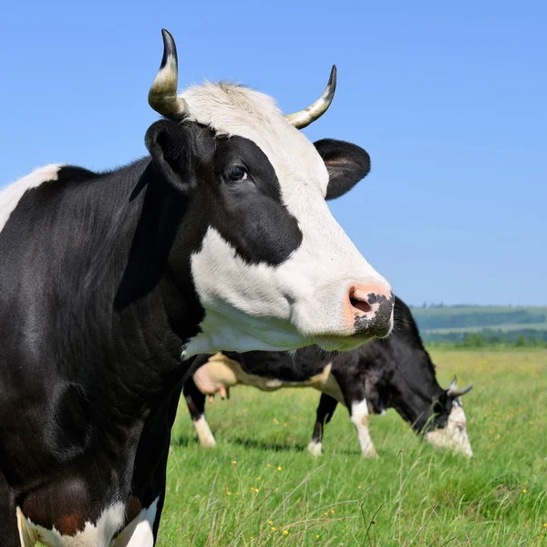 Vacas Pasto Verão — Fotografia de Stock