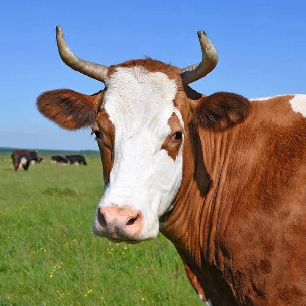 Koe Een Zomerweide — Stockfoto