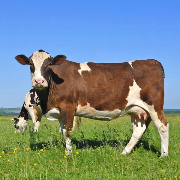 Koeien Een Zomerweide — Stockfoto