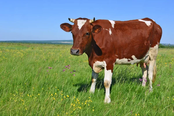 Vache Dans Pâturage Été — Photo