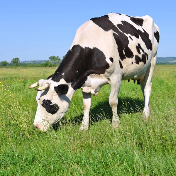 Vache Dans Pâturage Été — Photo