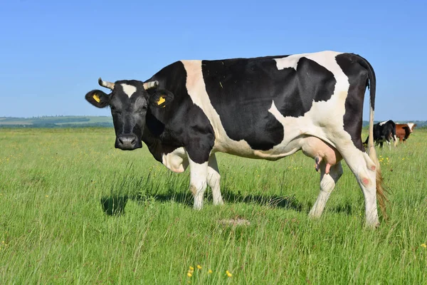 Vaca Pasto Verão — Fotografia de Stock