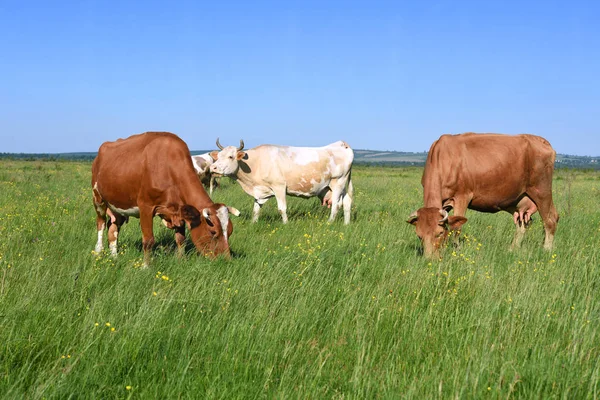 Vacas Pasto Verão — Fotografia de Stock