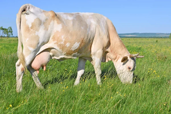 Cow Summer Pasture — Stock Photo, Image