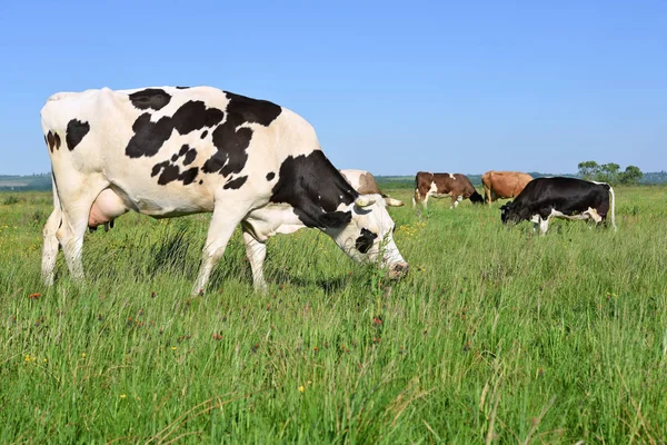 Las Vacas Pasto Verano — Foto de Stock