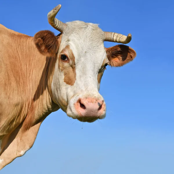 Head Cow Sky — Stock Photo, Image
