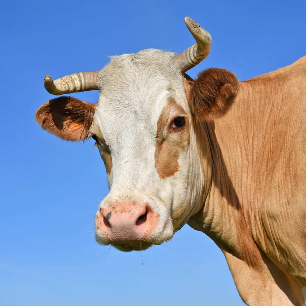 Testa Mucca Contro Cielo — Foto Stock