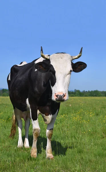 Kuh Auf Einer Sommerweide — Stockfoto