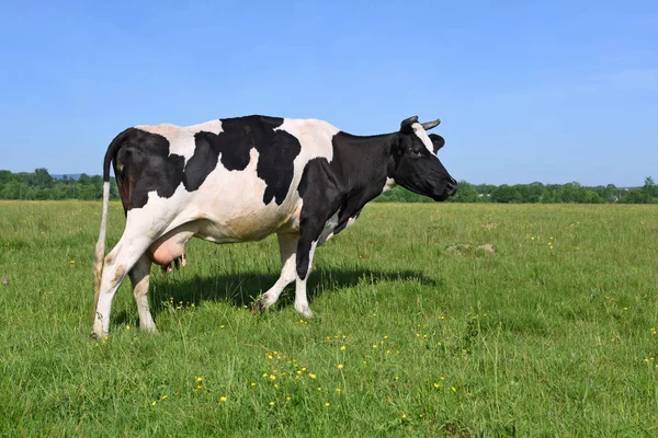 Vaca Pasto Verano — Foto de Stock