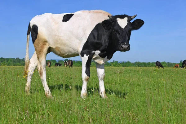 Het Kalf Een Zomer Weiland — Stockfoto