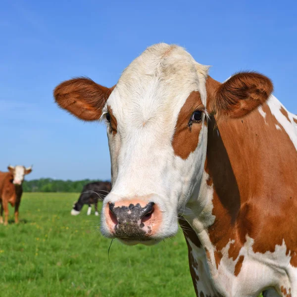 Cow Summer Pasture — Stock Photo, Image