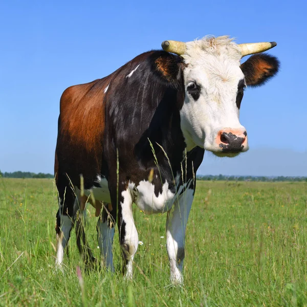 Koe Een Zomerweide — Stockfoto