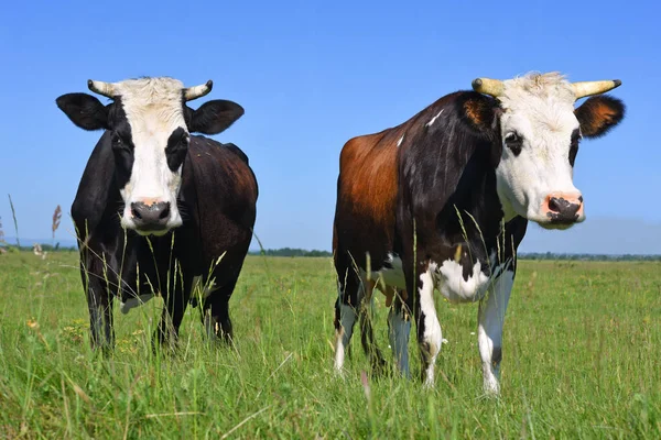 Vacas Pasto Verão — Fotografia de Stock