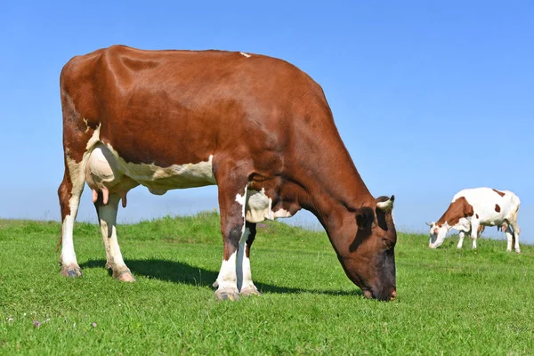 Koe Een Zomerweide — Stockfoto