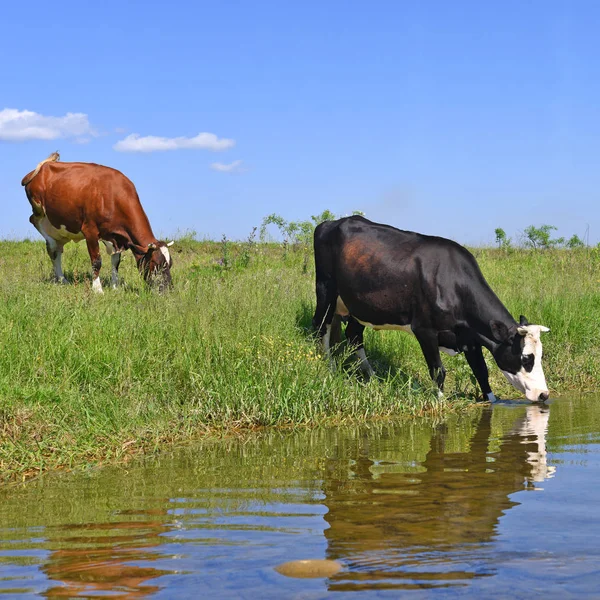 Cow Watering Place — Stock Photo, Image