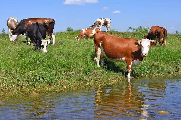 Vaca Lugar Riego — Foto de Stock