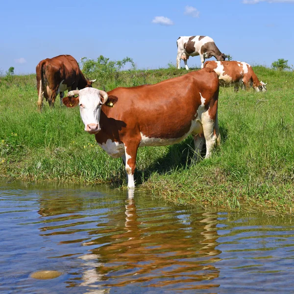 Vaca Lugar Riego — Foto de Stock