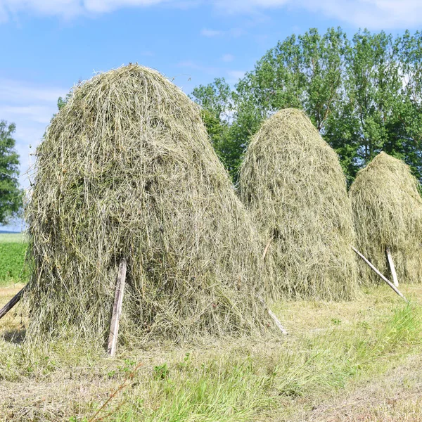 Heno Las Pilas Paisaje Veraniego Rural —  Fotos de Stock