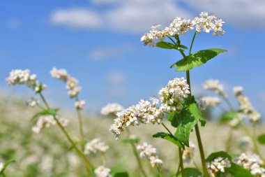 Karabuğday kırsal peyzaj alanı