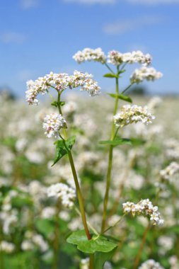 Karabuğday kırsal peyzaj alanı