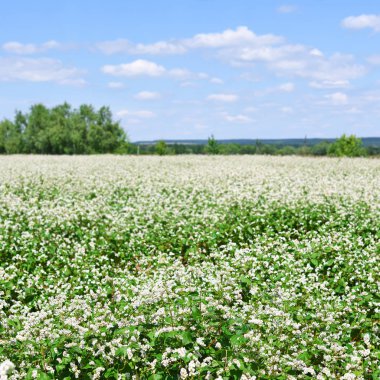 Karabuğday kırsal peyzaj alanı