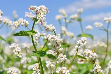 Karabuğday kırsal peyzaj alanı