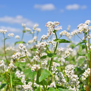 Karabuğday kırsal peyzaj alanı