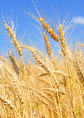 Kırsal manzara alanında tahıl