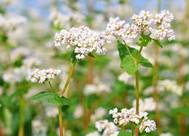 Karabuğday kırsal peyzaj alanı