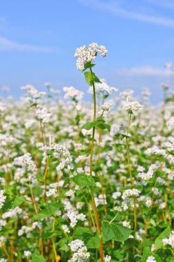 Karabuğday kırsal peyzaj alanı