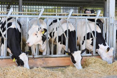 Kalush, Ukraine - October 31, 2018 : The content of calves under a canopy at dairy farm near the town Kalush.