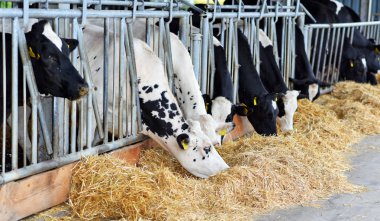 Kalush, Ukrayna - 31 Ekim 2018: Kalush kasabası yakınlarındaki bir mandıra çiftliğinde buzağıların içeriği.