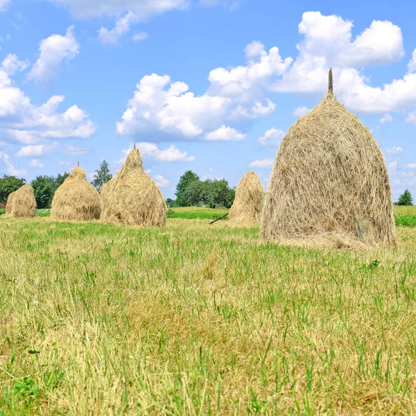 Feno Pilhas Uma Paisagem Rural Verão — Fotografia de Stock