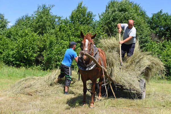 Kalush Ucraina Luglio 2017 Trasporto Fieno Con Carro Nel Campo — Foto Stock