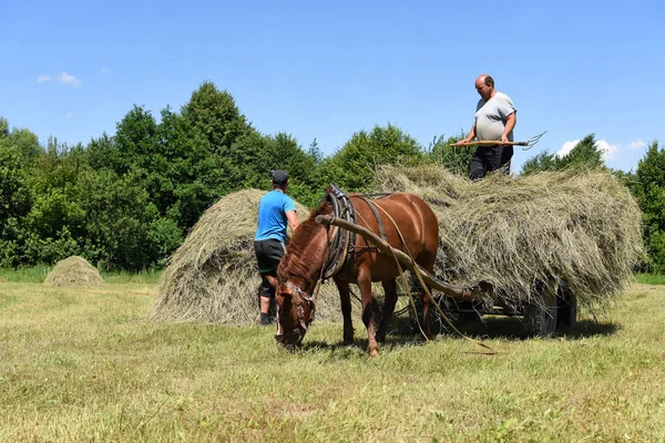 Kalush Ukraine Juillet 2017 Transport Foin Par Chariot Dans Champ — Photo