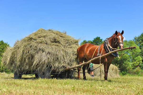 Transportation of hay by a cart in a summer landscape